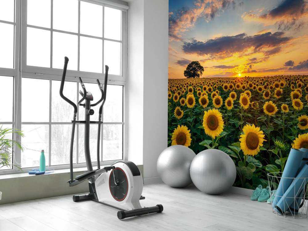 Un champ de tournesols