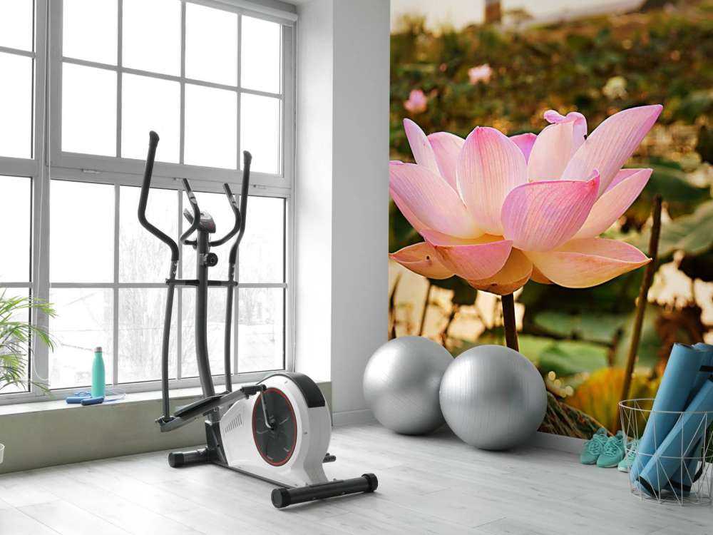 La fleur de lotus rose