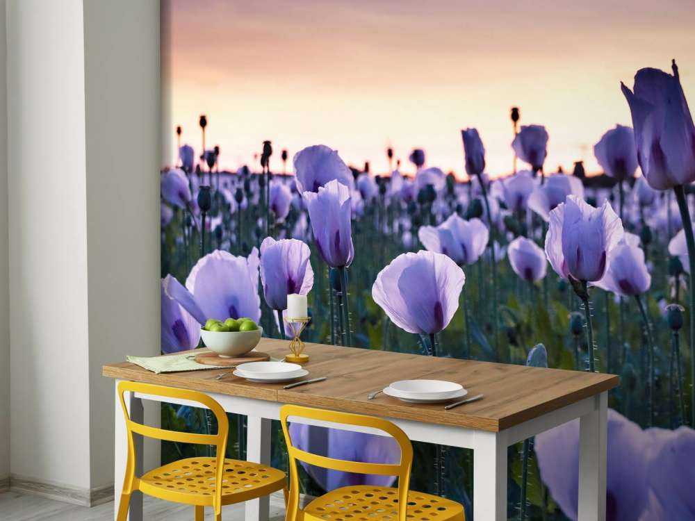 Coquelicots lilas