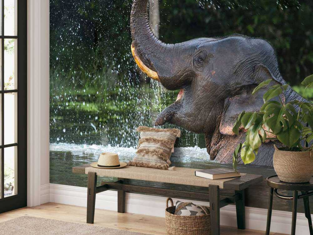 L'éléphant dans l'eau