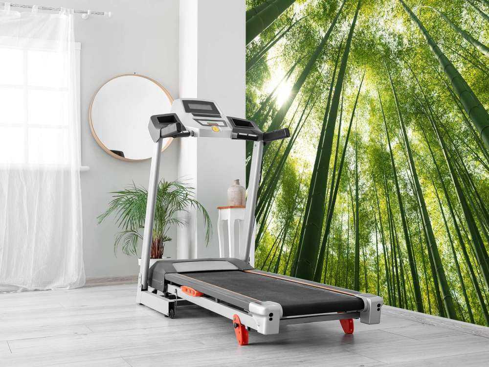 Forêt de bambous au Japon
