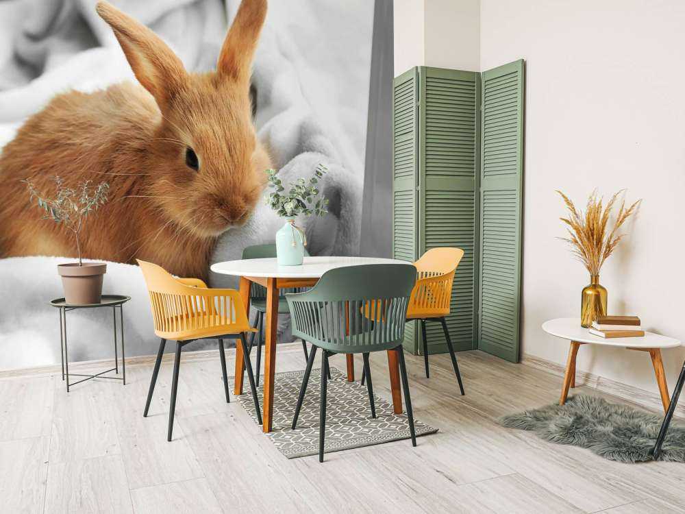 Lapin brun