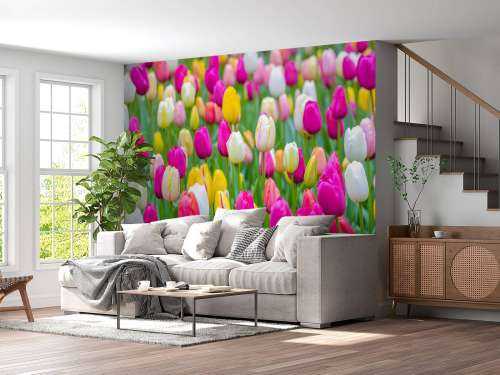 Tulipes multicolores dans un champ