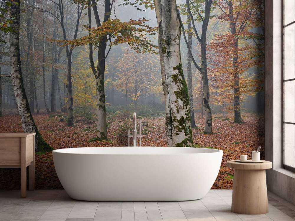 Forêt de bouleaux en automne