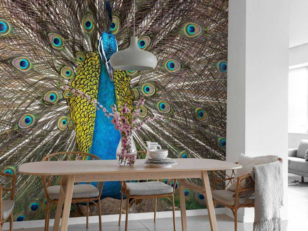 Paon aux plumes farcies