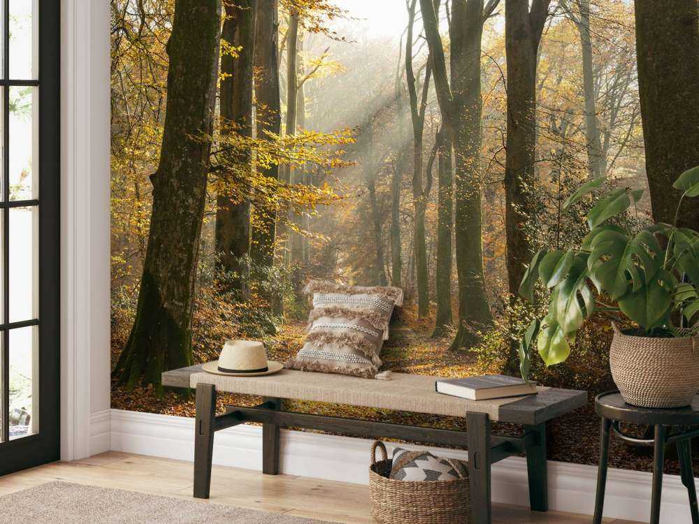 La forêt de Crécy