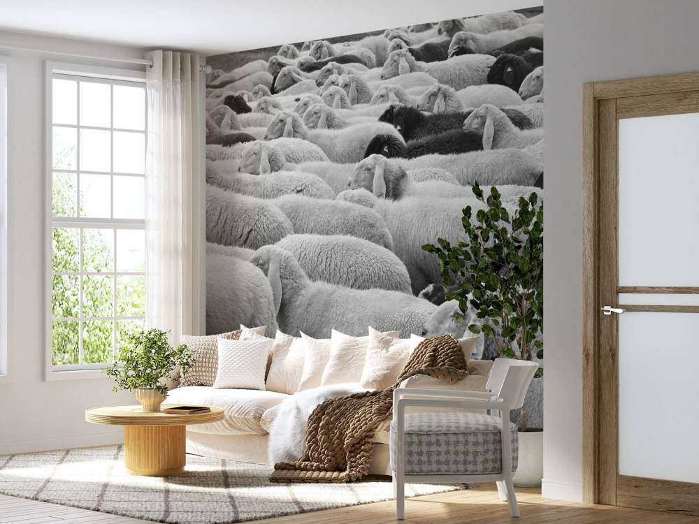 Moutons noir et blanc