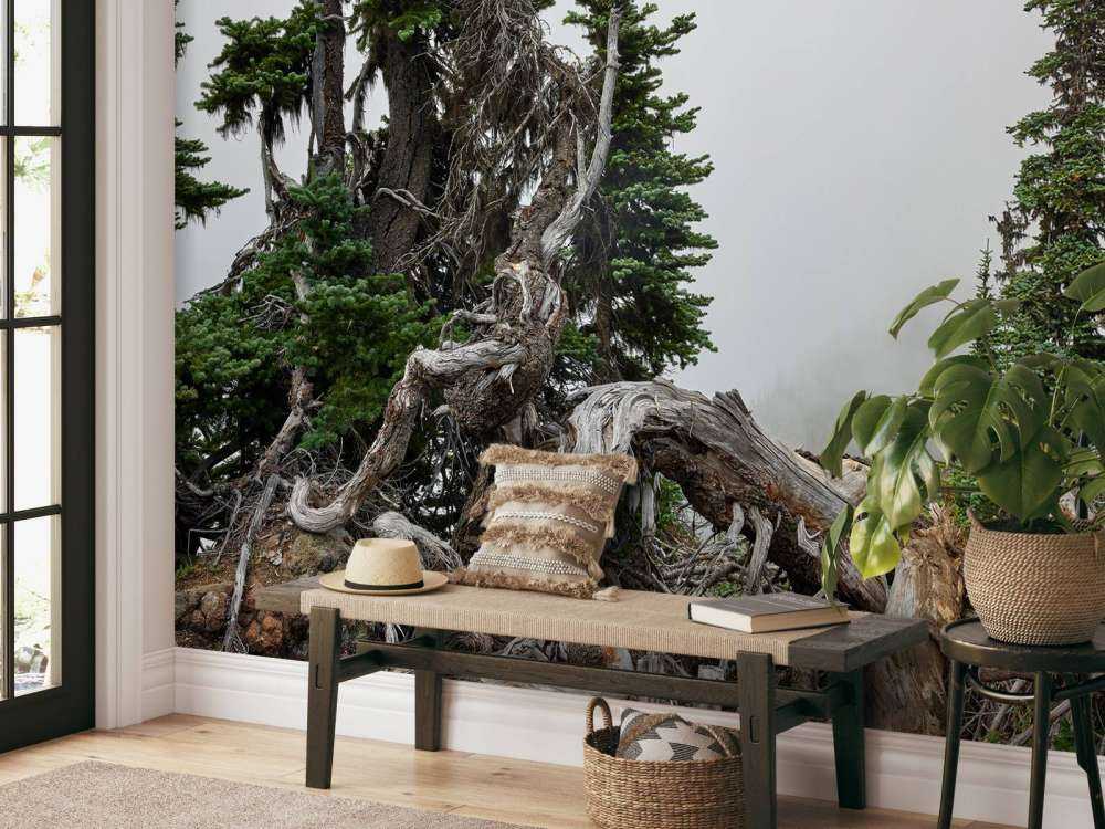 Arbres et vieux arbres