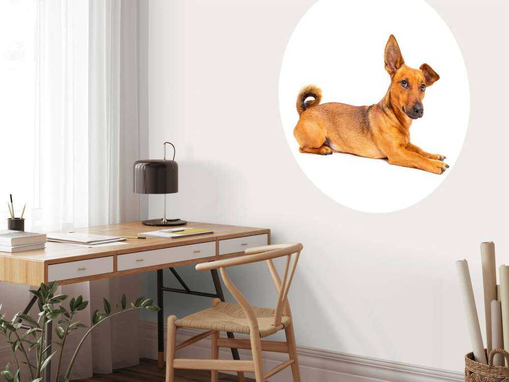 Un chien mignon