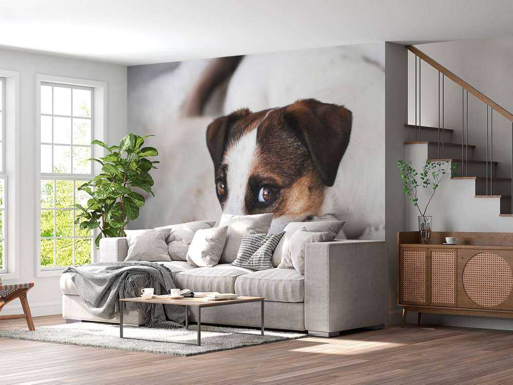 Chien et chat