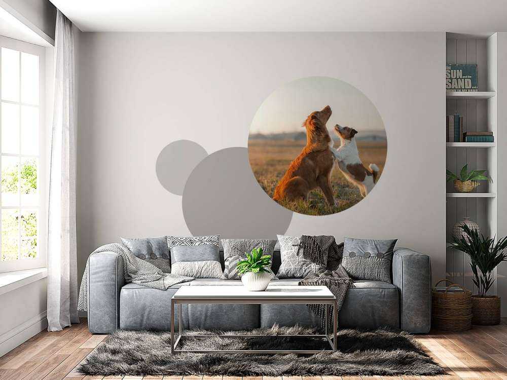 Recherche de chiens