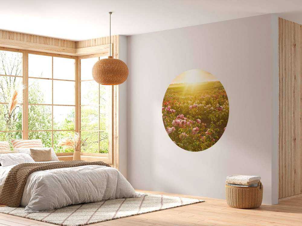 Un champ de roses
