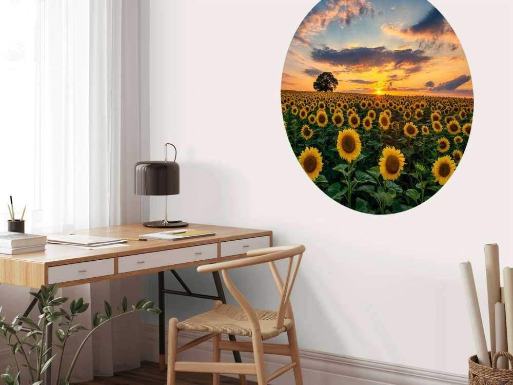 Un champ de tournesols