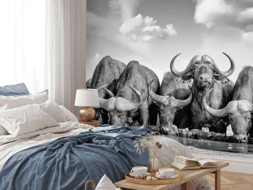 Buffles d'Afrique