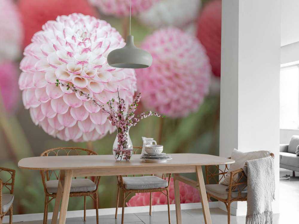 Rose fleurs de dahlia