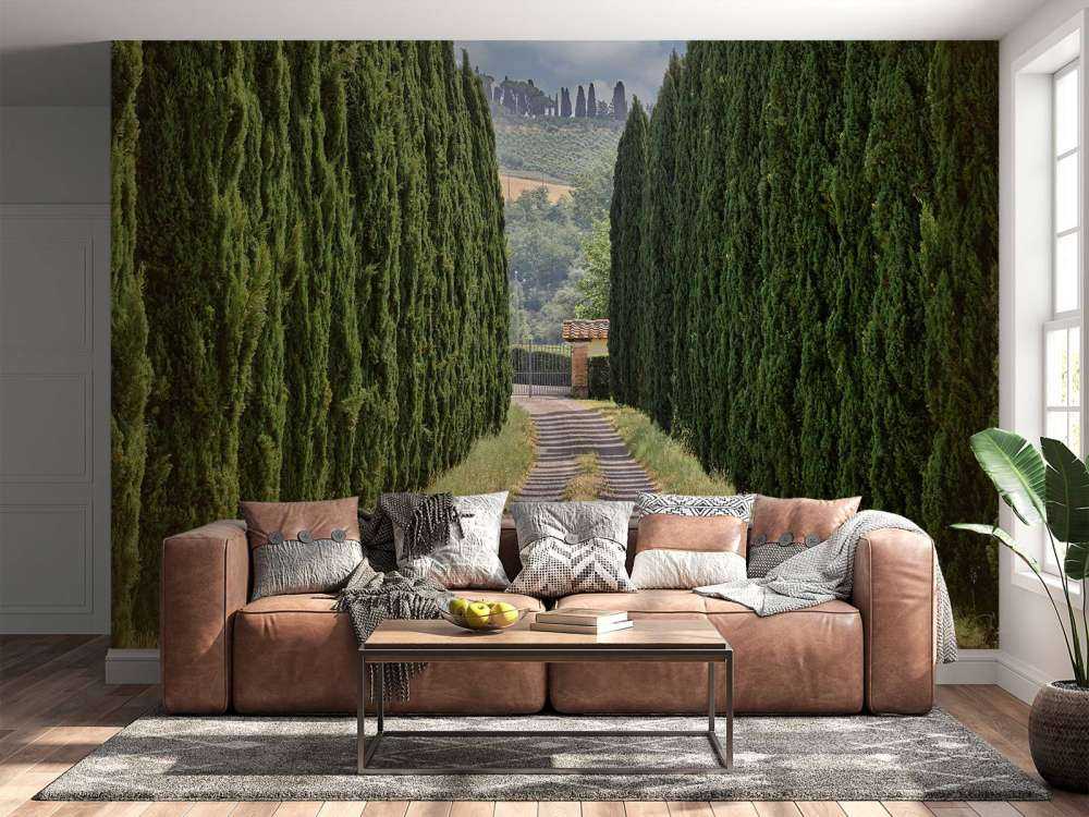 Avenue avec cyprès