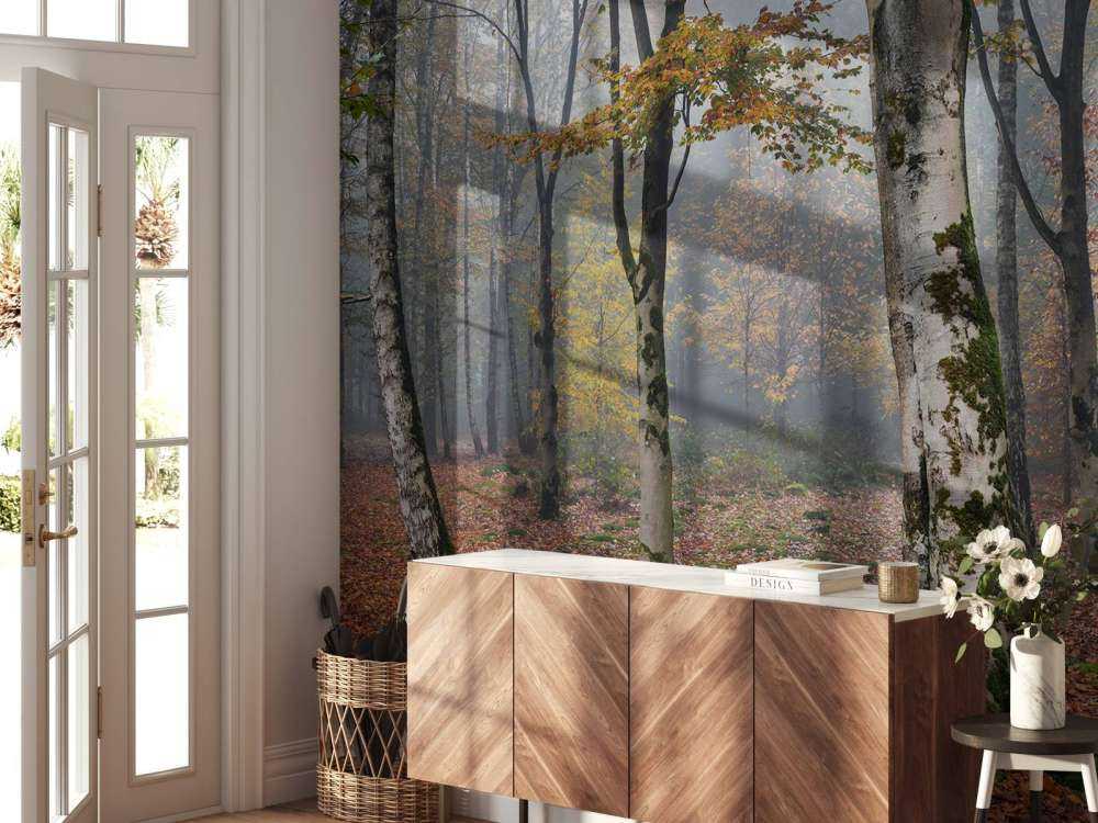 Forêt de bouleaux en automne