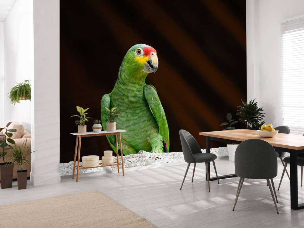 Perroquet amazone