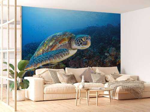 Green sea turtle from Raja Ampat
