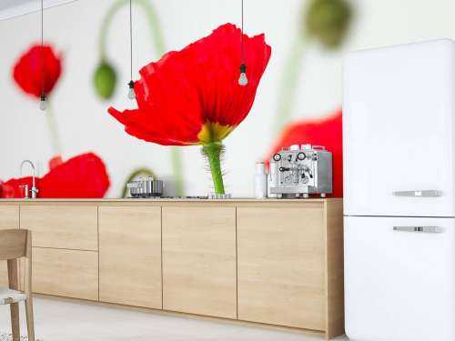 Coquelicots en gros plan