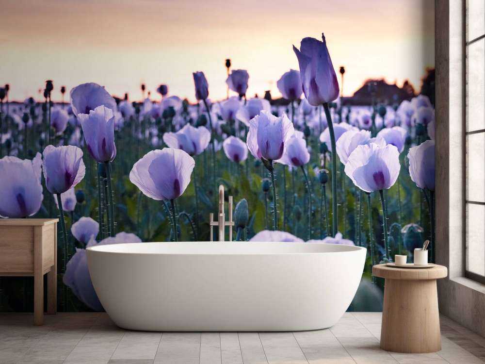 Coquelicots lilas