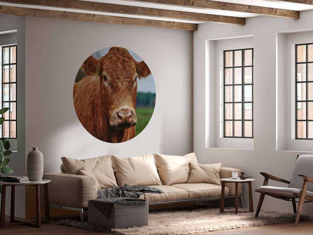 Portrait d'une vache