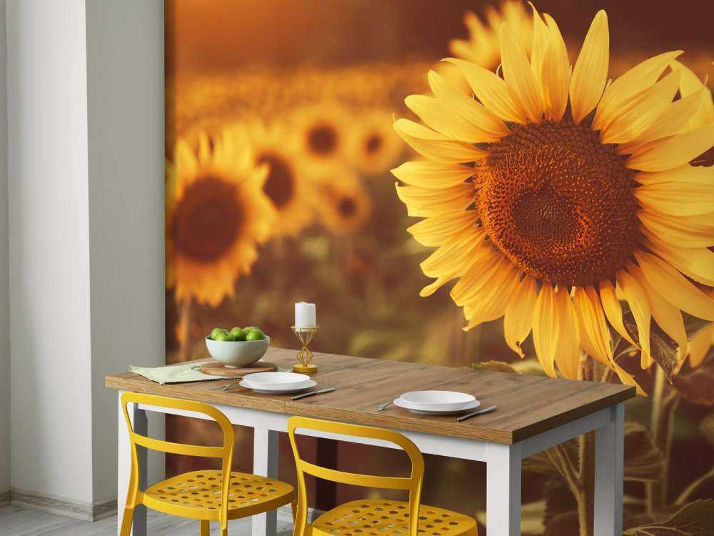 Les tournesols en plein soleil
