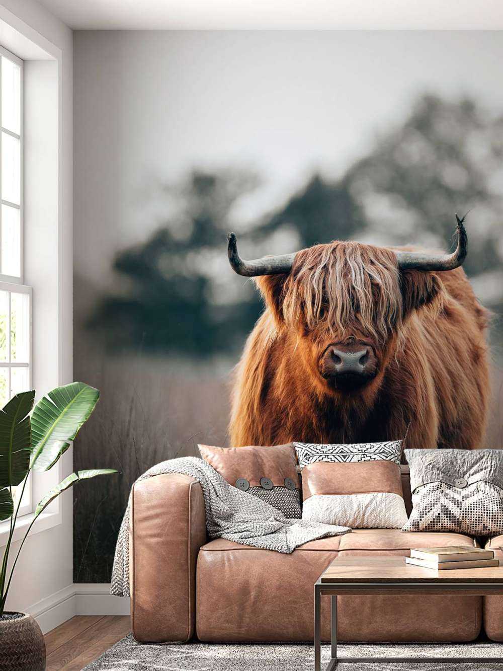 Portrait d'un bovin des Highlands