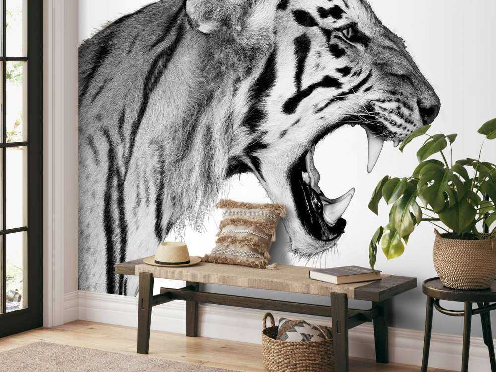Tigre rugissant blanc
