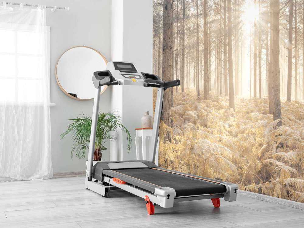 Rayons de soleil dans une forêt froide