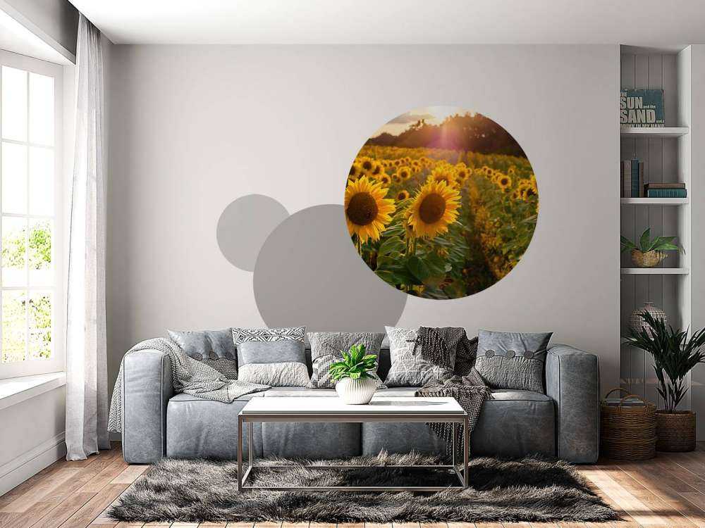 Ferme de tournesols