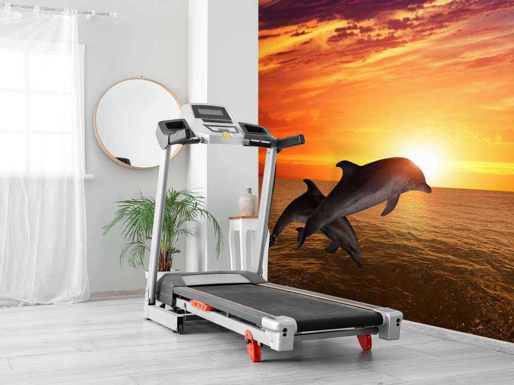 Dauphins sous le coucher du soleil