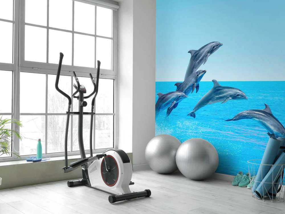 Dauphins sauteurs