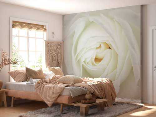 Rose blanche