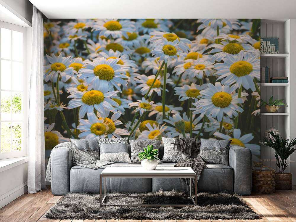 Marguerites vintage