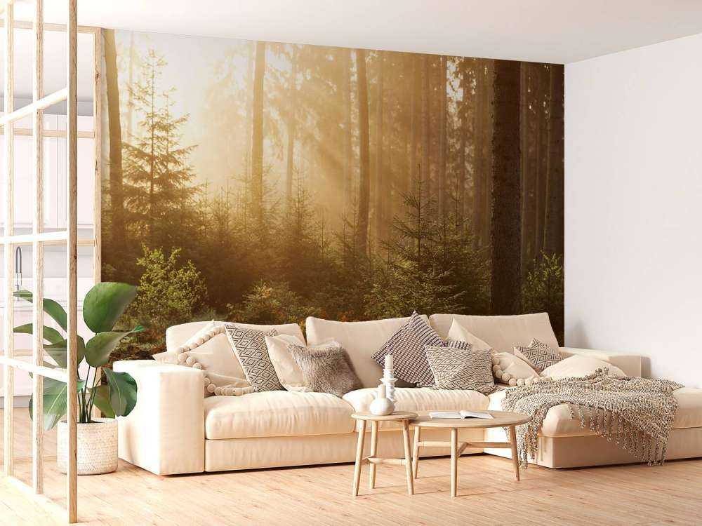 Rayons de soleil à travers la forêt