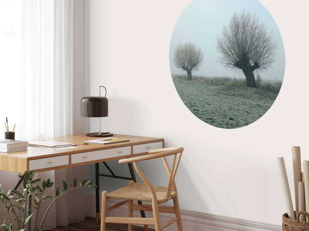 Les saules de Pollard dans le brouillard
