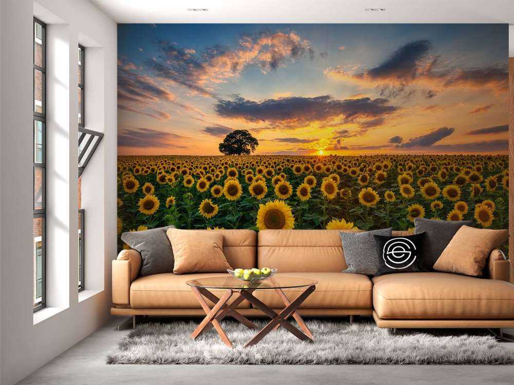 Un champ de tournesols