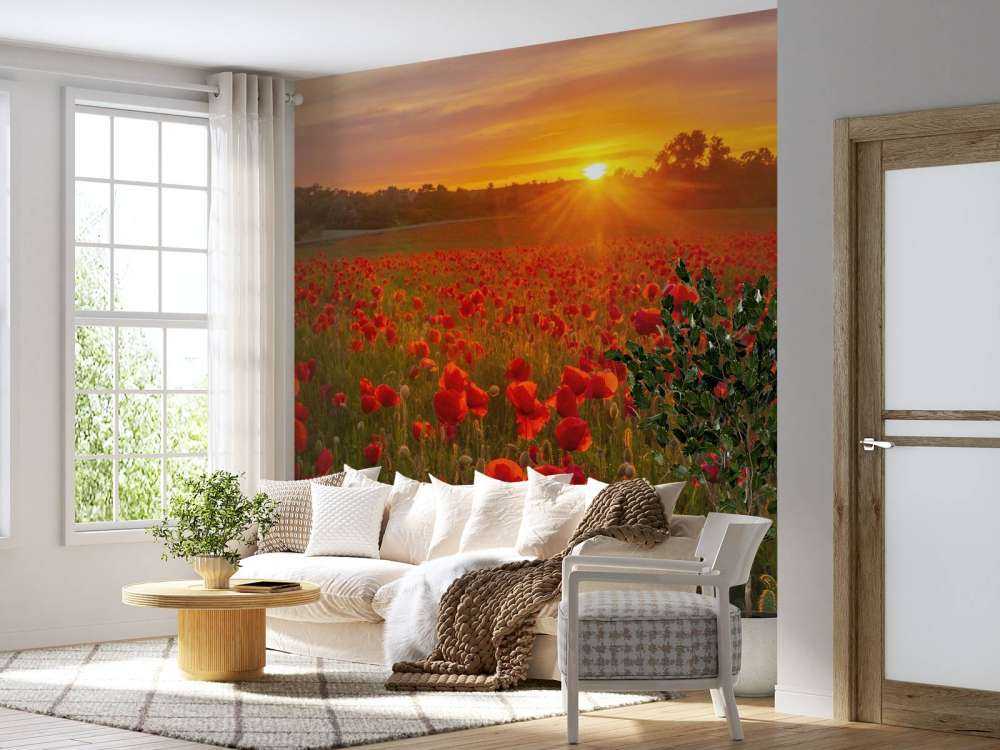 Champ de coquelicots en fleurs