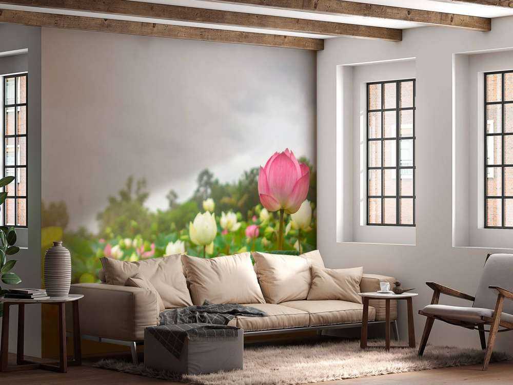 Fleurs de lotus roses et blanches