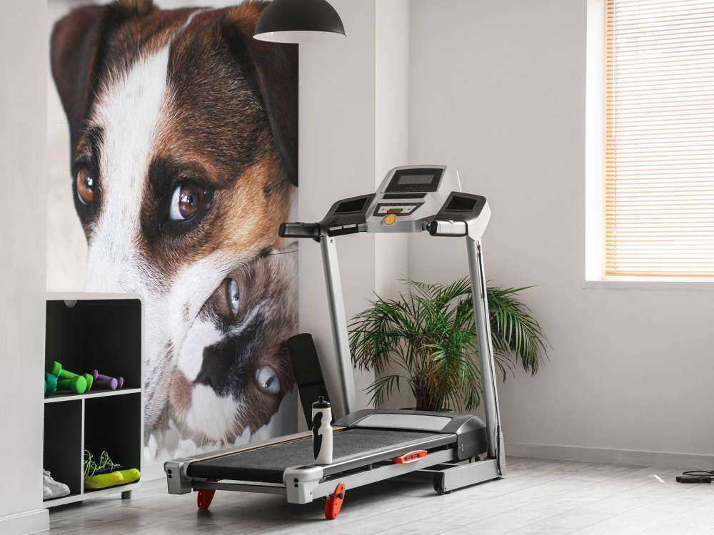 Chien et chat