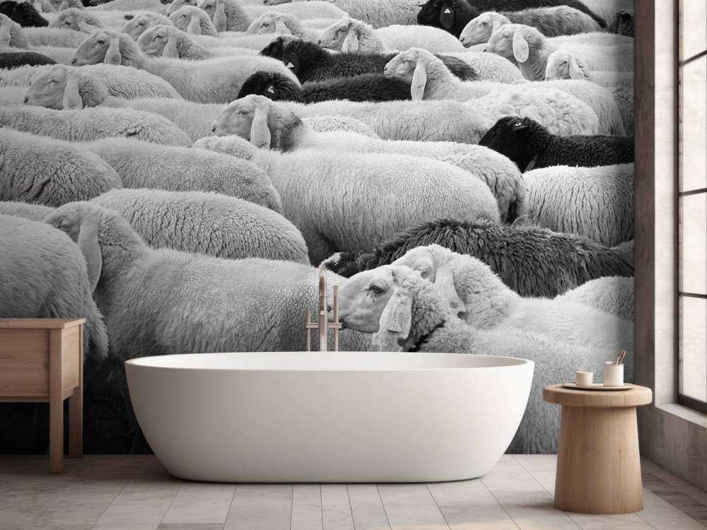 Moutons noir et blanc