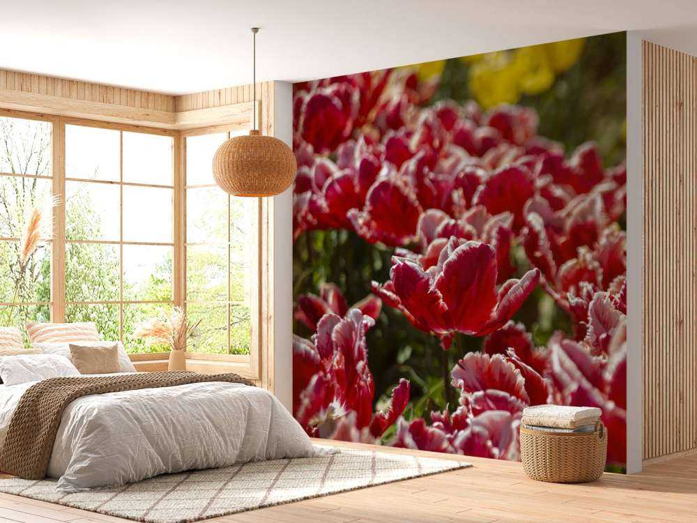 Tulipes rouges