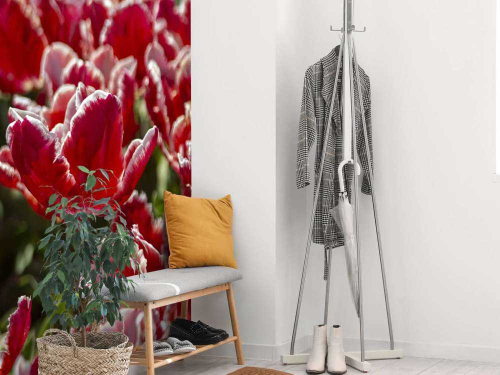Tulipes rouges