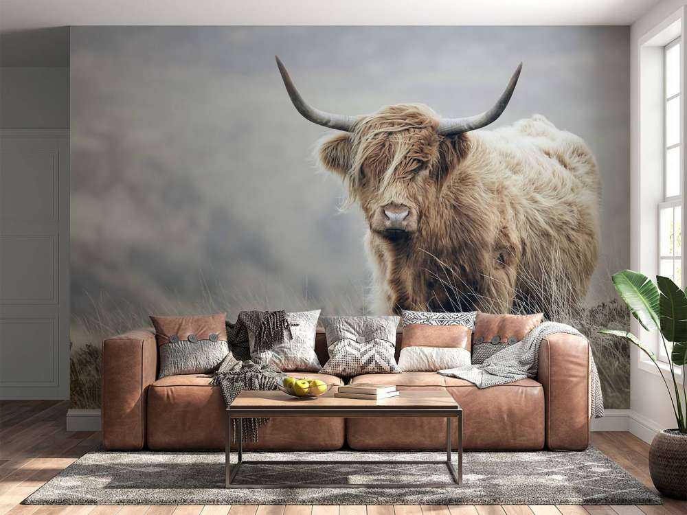 Les Highland écossais dans la nature