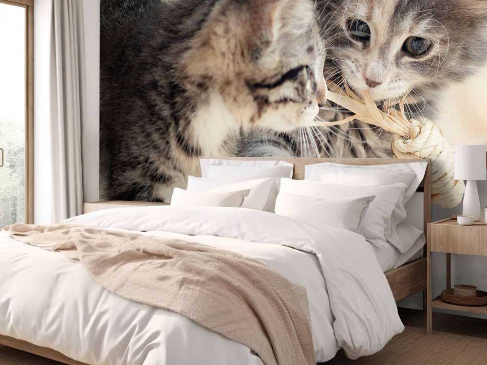 Jouer aux chatons
