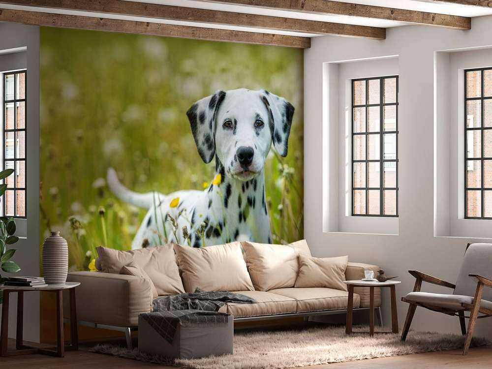 Dalmatien