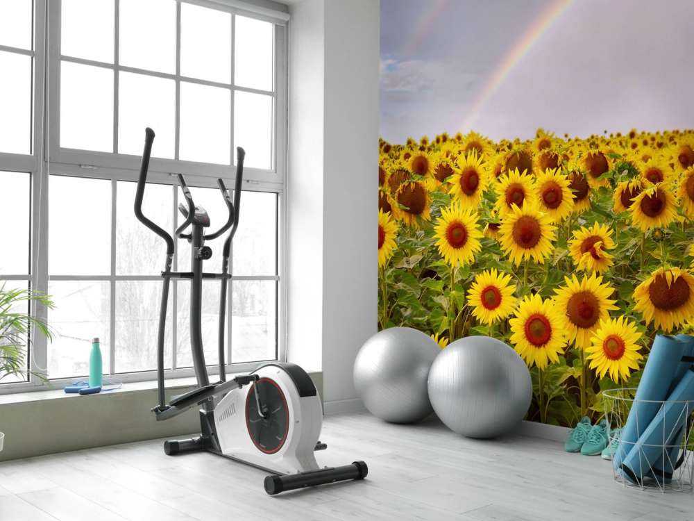 Champ de tournesols