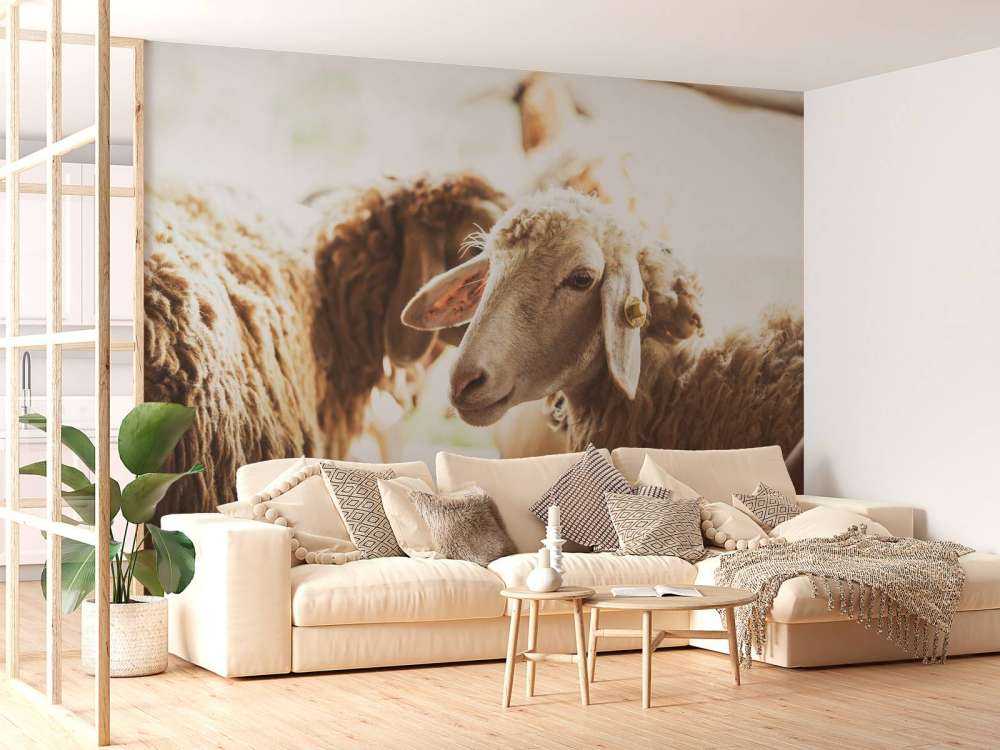 Mouton dans une étable