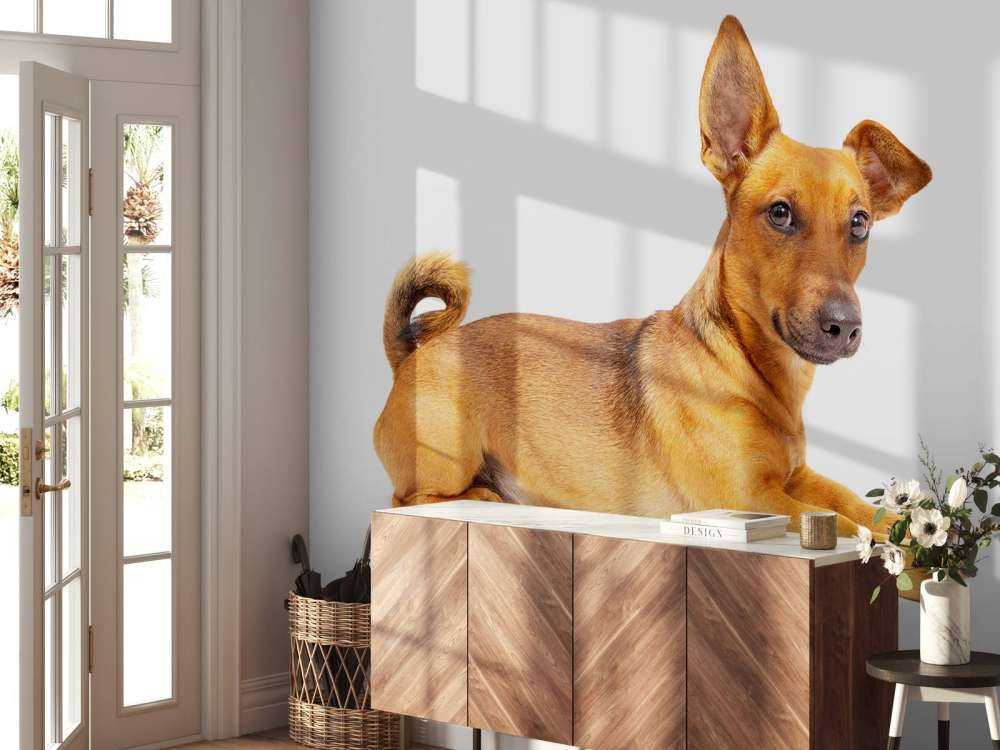 Un chien mignon